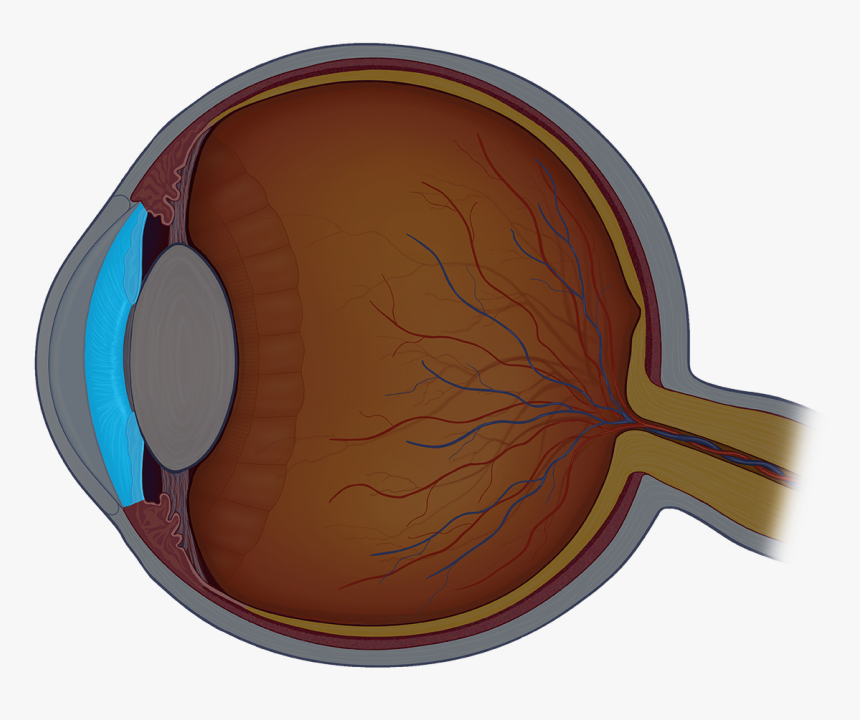 Eye Iris Png, Transparent Png, Free Download