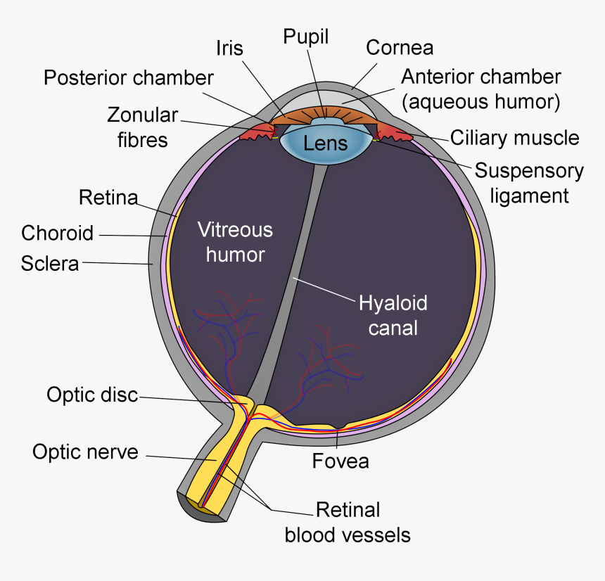 Schematic Diagram Of The Human Eye En-edit, HD Png Download, Free Download