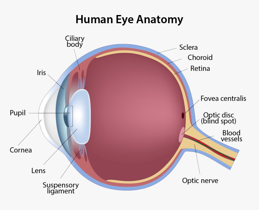 Human Eye Anatomy, HD Png Download, Free Download