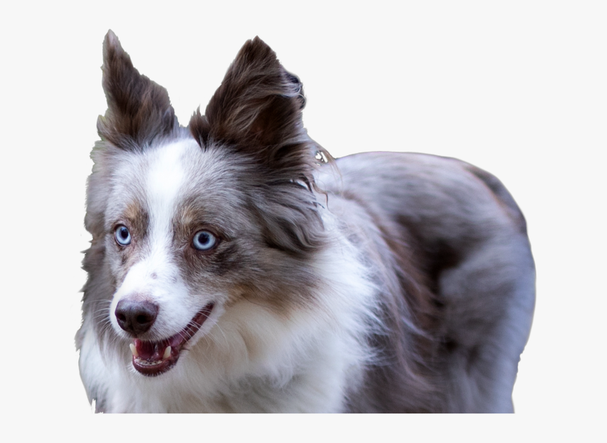 A Blue-eyed, Gray And White Dog, HD Png Download, Free Download