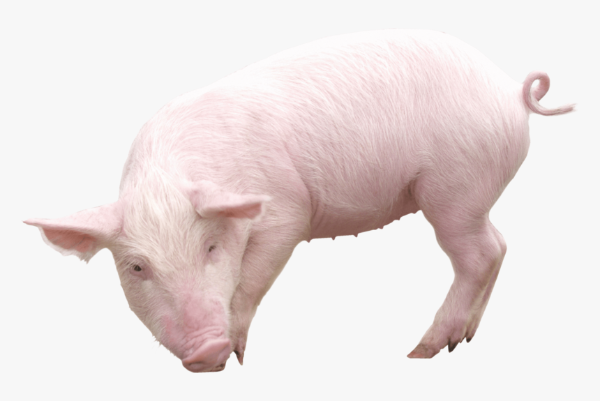 Pig Roast Png, Transparent Png, Free Download