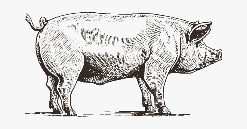 Pork Drawing Duroc Pig, HD Png Download, Free Download