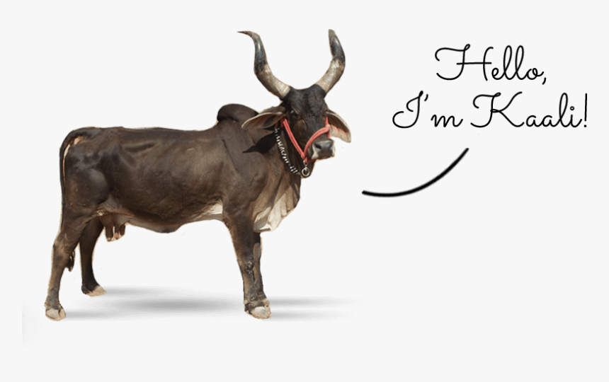 Indian Zebu Kali, HD Png Download, Free Download