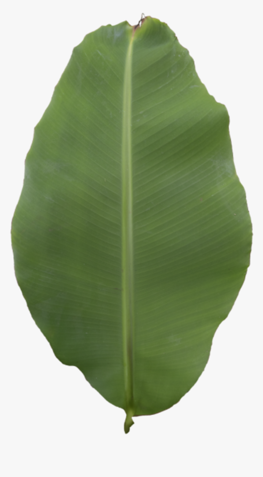 Transparent Banana Leaf Png - Ensete, Png Download, Free Download