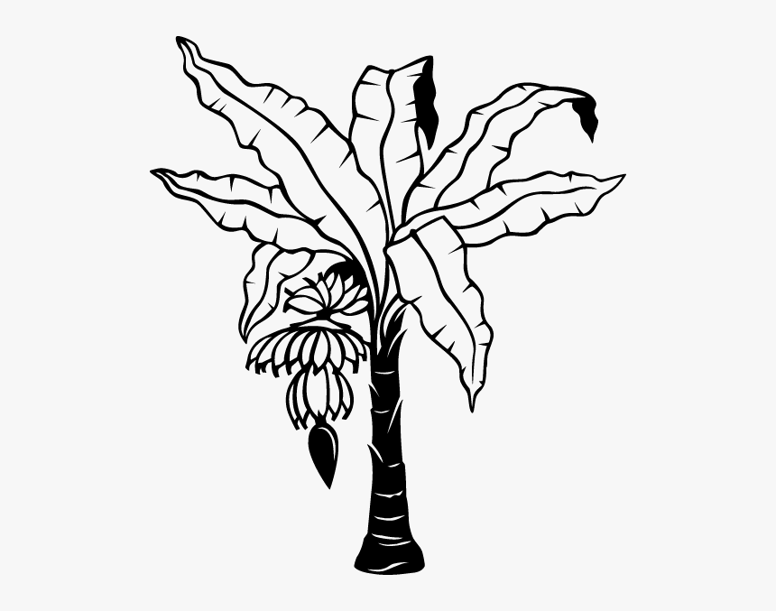 Free Coloring Pages Of Banana Plant - Outline Banana Tree Drawing, HD Png Download, Free Download