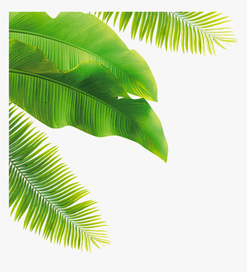 Palm Fronds Clipart - Swimwear Background, HD Png Download, Free Download