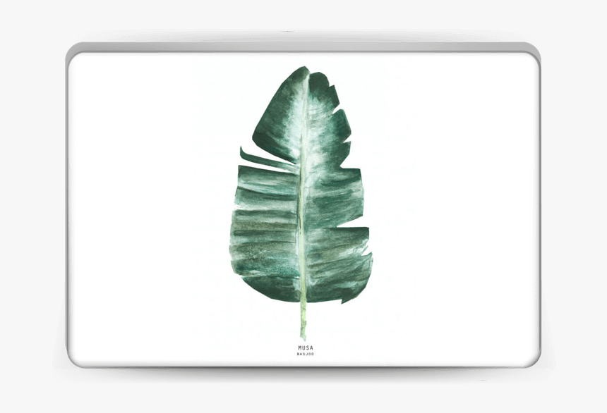 Musa Basjoo Skin Laptop - Leaf, HD Png Download, Free Download