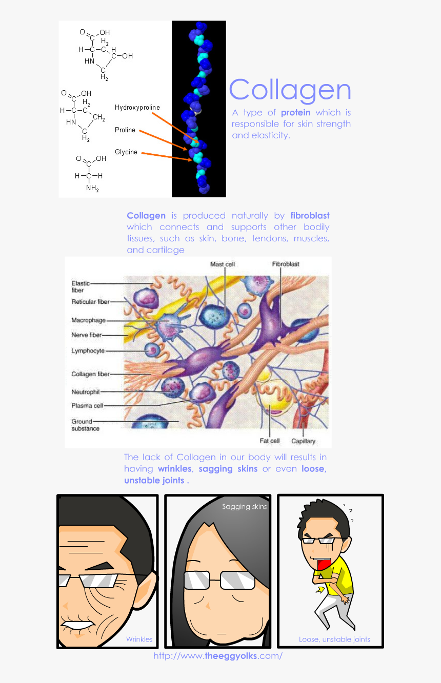 Composition Of Connective Tissue, HD Png Download, Free Download