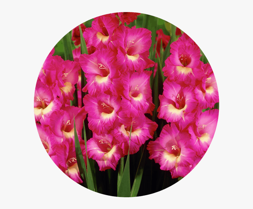 Gladiolus-august - Hot Pink Gladiolus Flower, HD Png Download, Free Download