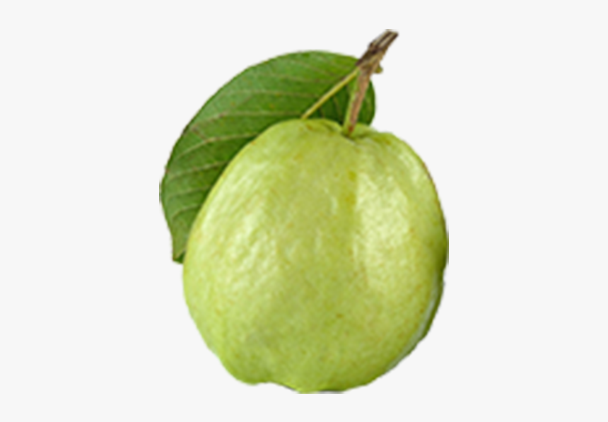 Thailand Guava, HD Png Download, Free Download