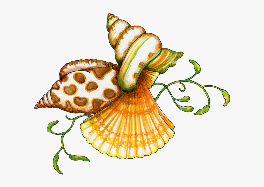 Transparency - Clipart - Free Clipart Seashells, HD Png Download, Free Download