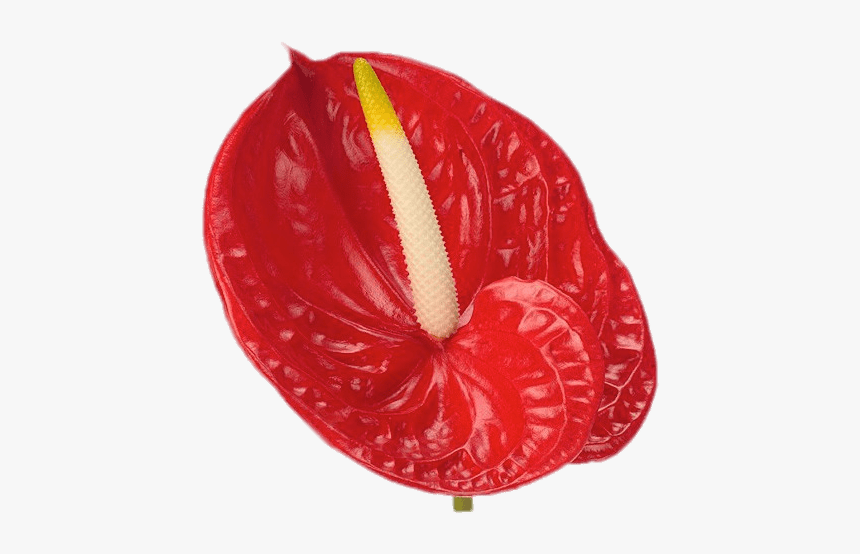 Red Anthurium - Anthurium Flower Png, Transparent Png, Free Download