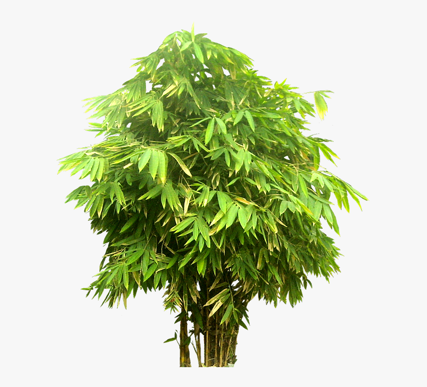 Tree Png Bambusa Closeup - Tree Close Up Png, Transparent Png, Free Download