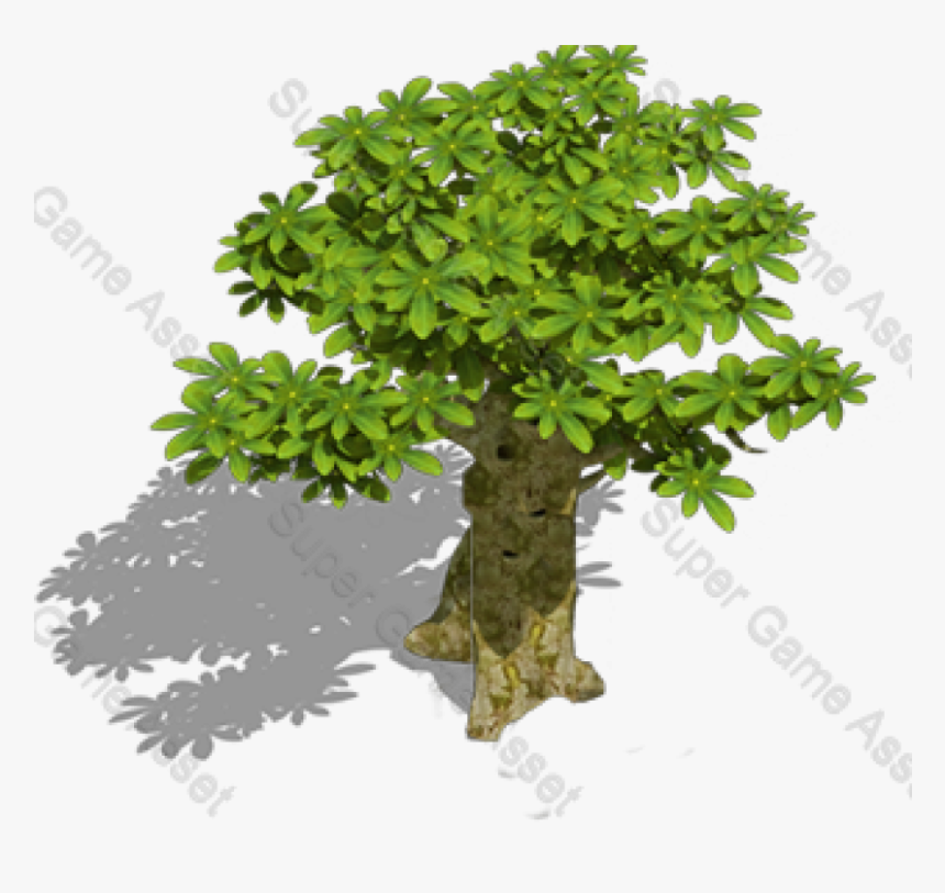 Gambel Oak, HD Png Download, Free Download