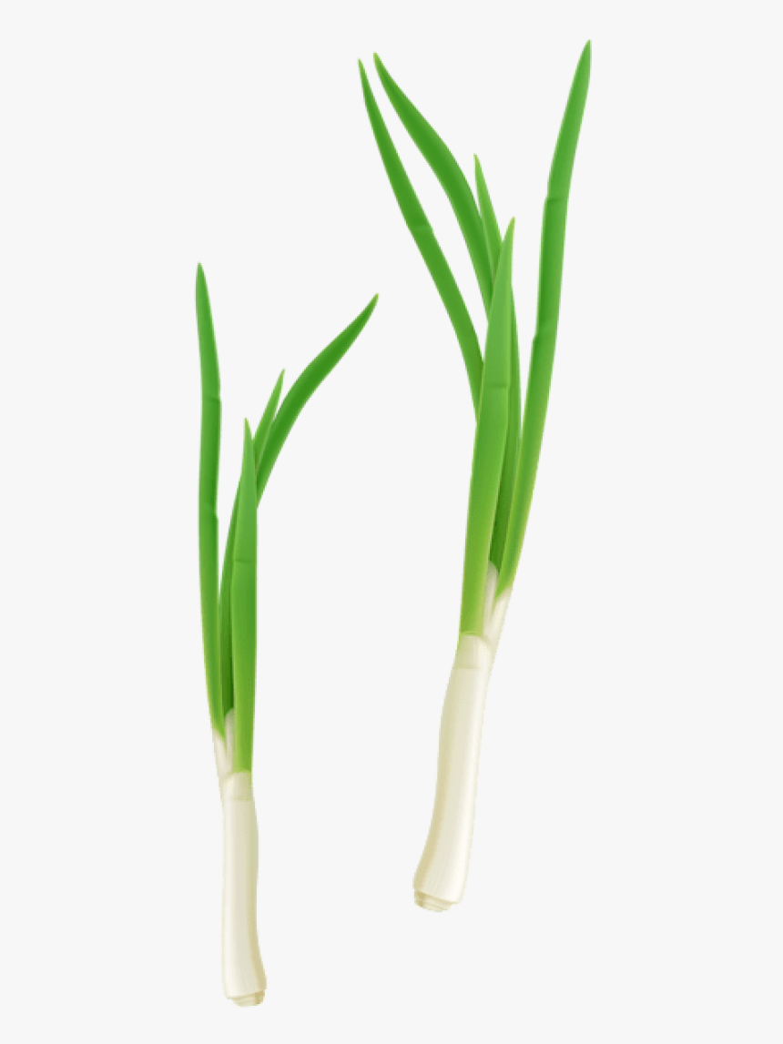 Free Png Download Green Fresh Onion Png Images Background - Cebolla Planta Png, Transparent Png, Free Download