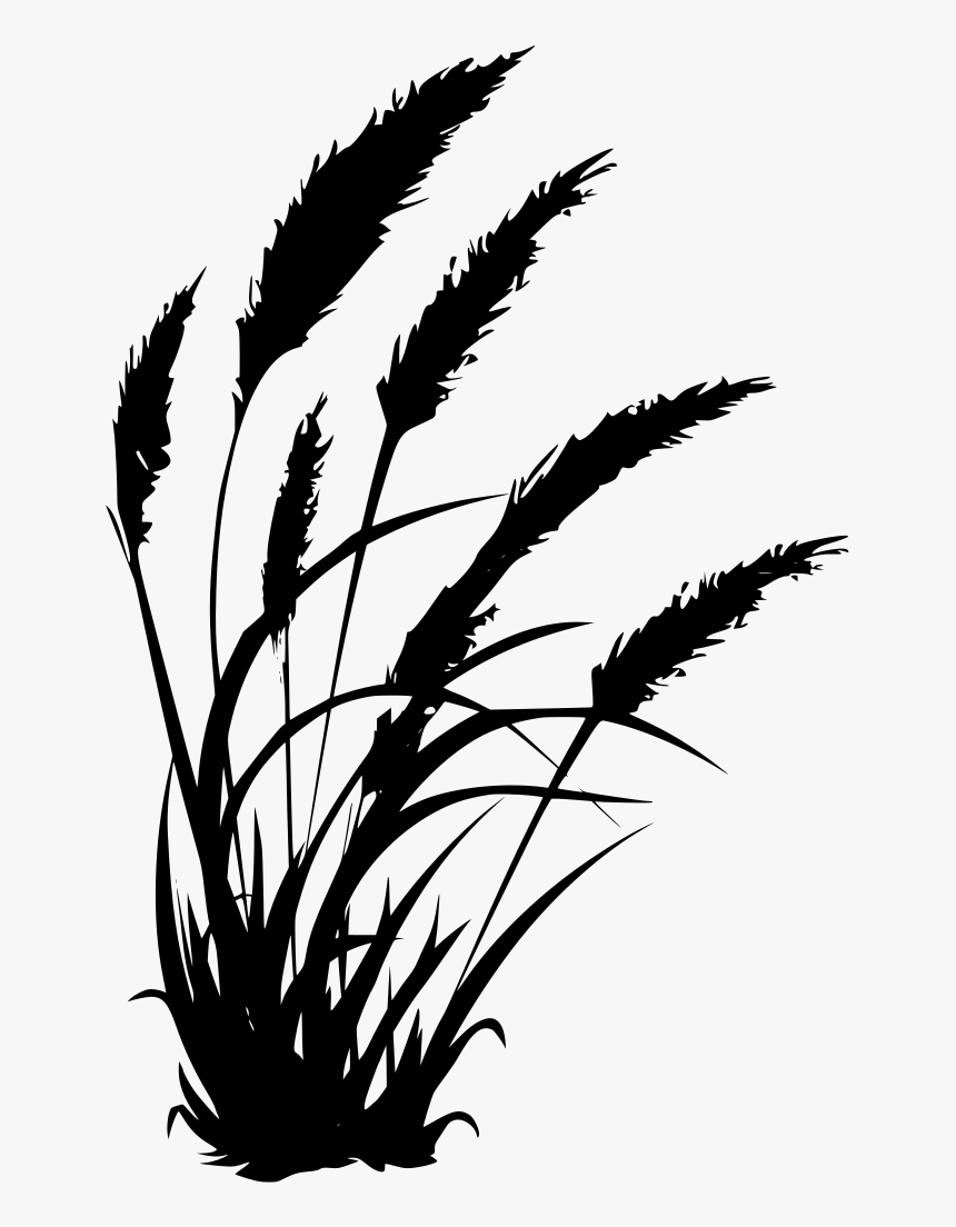Pampas Grass No Background, HD Png Download, Free Download