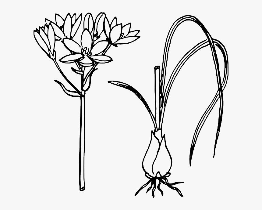 Onion Plant Clipart Black And White, HD Png Download, Free Download