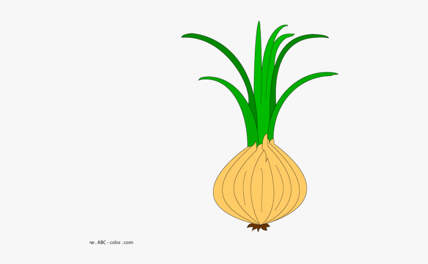 Onion Root Clipart Png, Transparent Png, Free Download