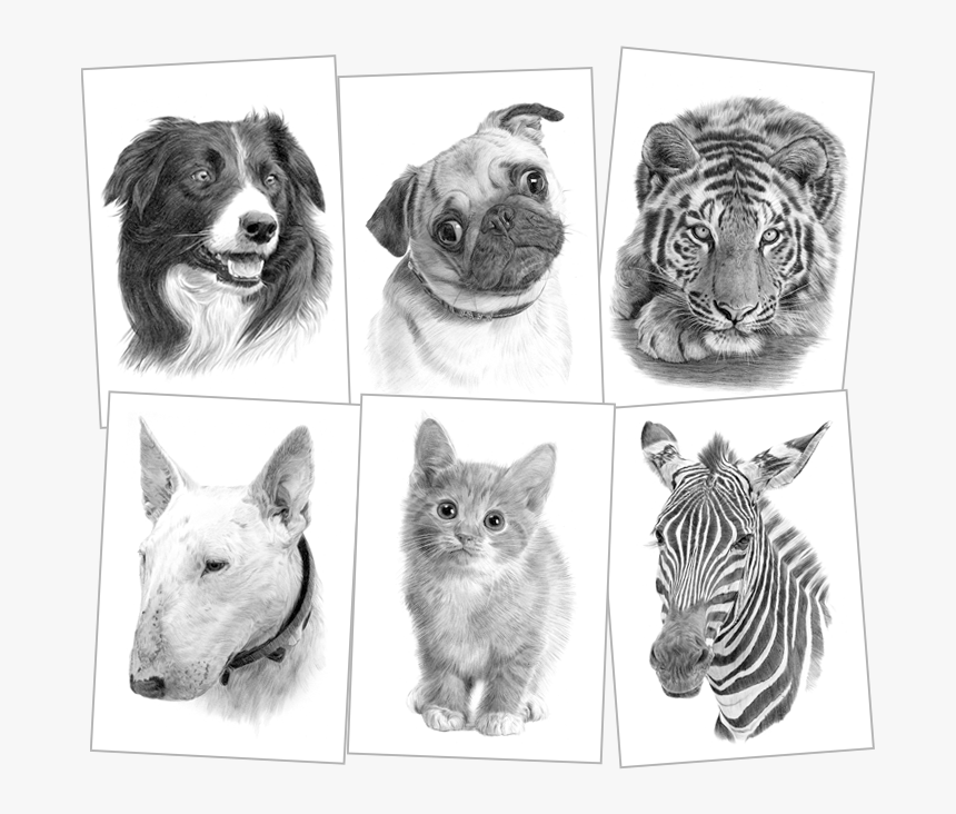 Clip Art Black And White Pencil Drawings - Tiger, HD Png Download, Free Download