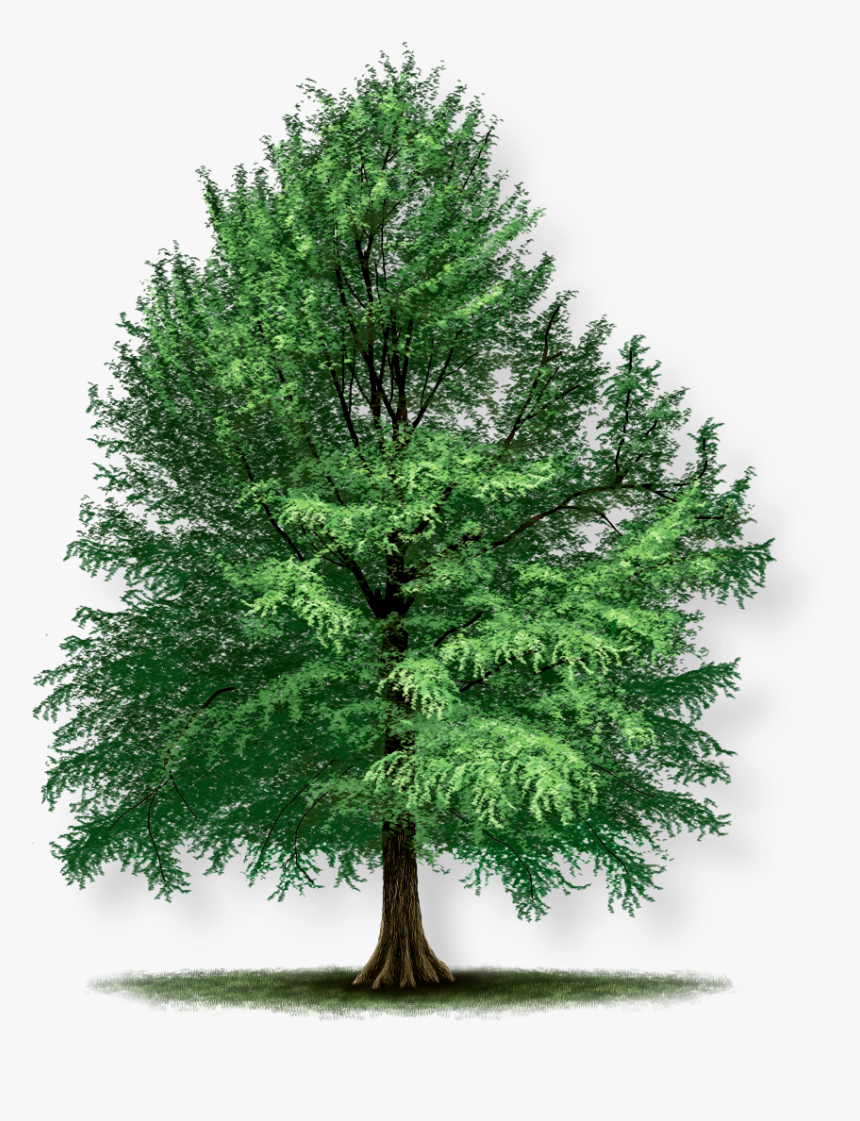 Bald Cypress Nc, HD Png Download, Free Download