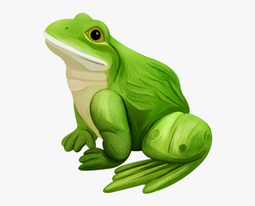 Transparent Poison Dart Frog Clipart - Grenouille Png, Png Download, Free Download