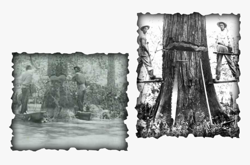 Picture - Cypress Logging Old Growth, HD Png Download, Free Download