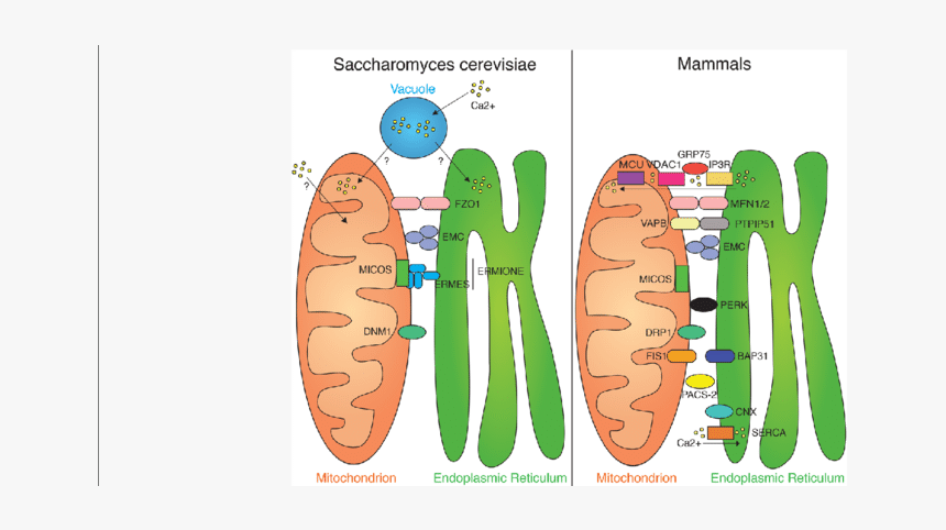 Overview Of Er-mitochondria Tethers , As Well As Ca - Peri Mitochondrial Endoplasmic Reticulum, HD Png Download, Free Download