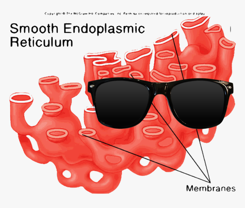 Smooth Er In An Animal Cell, HD Png Download, Free Download