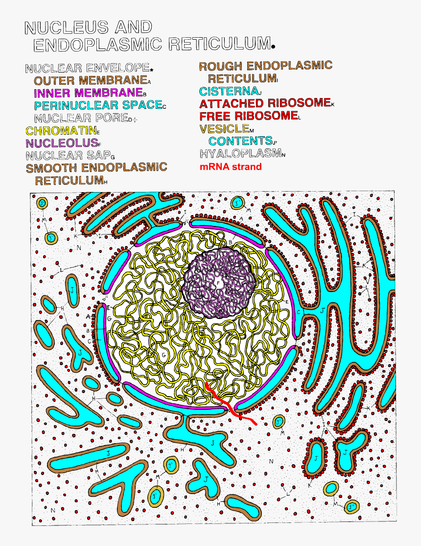 Nucleus And Endoplasmic Reticulum, HD Png Download, Free Download