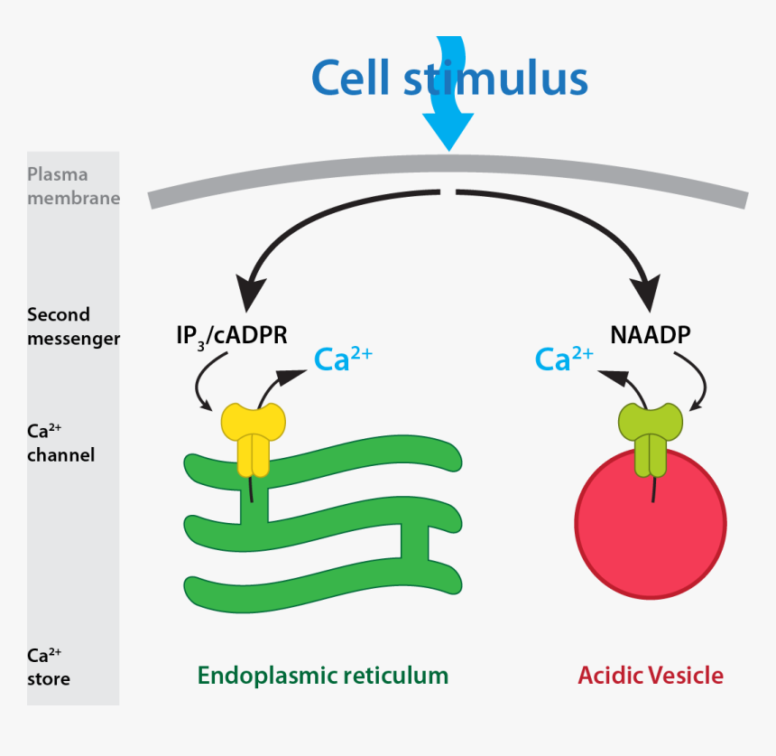 Naadp Overview - Naadp Signaling, HD Png Download, Free Download