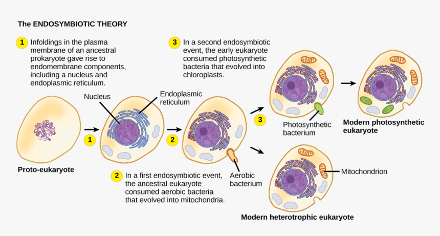 Stages Of Endosymbiotic Theory, HD Png Download, Free Download