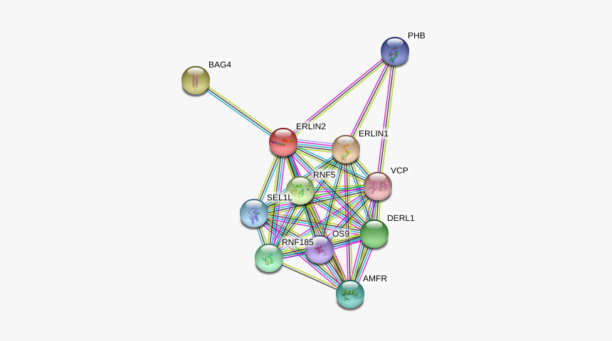 Erlin2 Protein - Circle, HD Png Download, Free Download