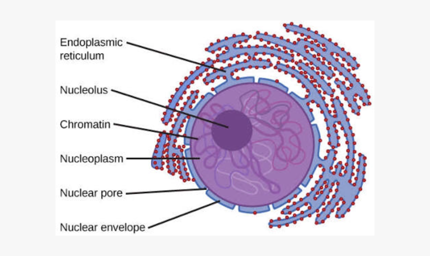 Nucleus Transparent Cell - Animal Cell Nucleus Diagram, HD ...