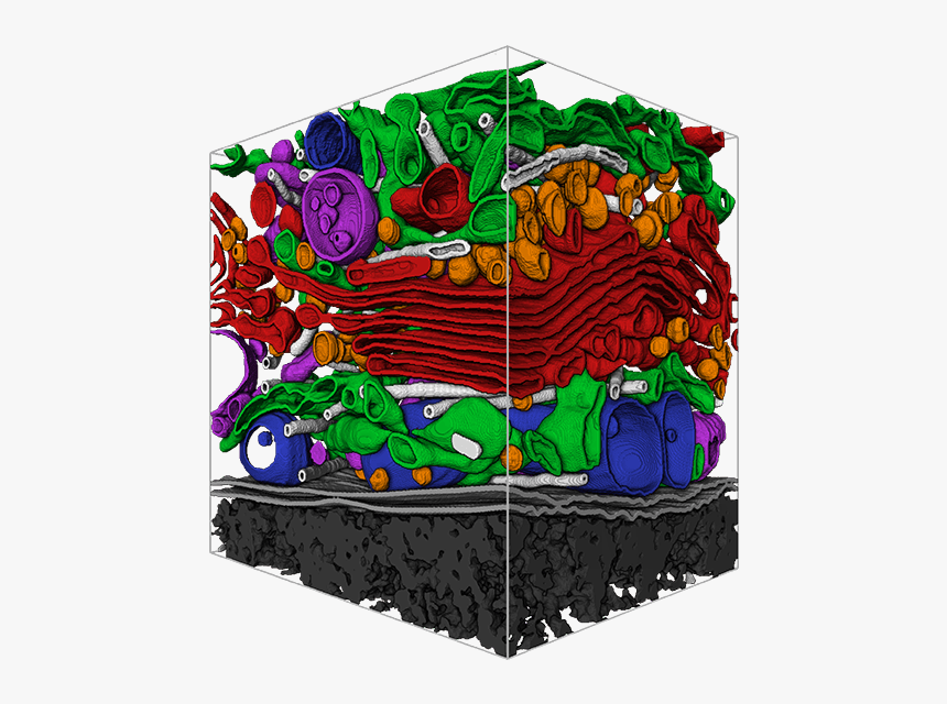 Volume Rendered Manual Segmentations Of A Cubic Micron - Illustration, HD Png Download, Free Download