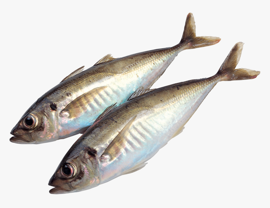 Fish Png - Transparent Fresh Fish Png, Png Download, Free Download