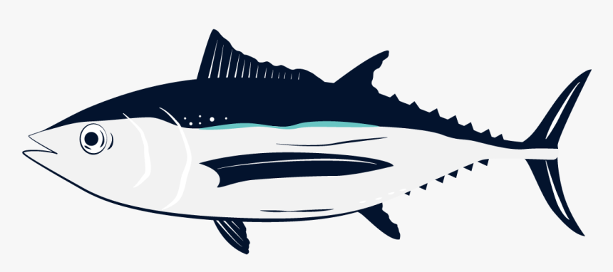 Albacore Fish, HD Png Download, Free Download