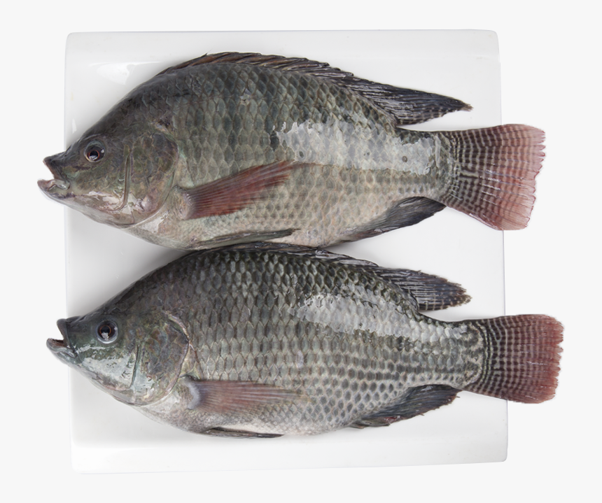 Seafood Wholesale Top Quality Fresh Fish Frozen Whole - Tilapia, HD Png Download, Free Download