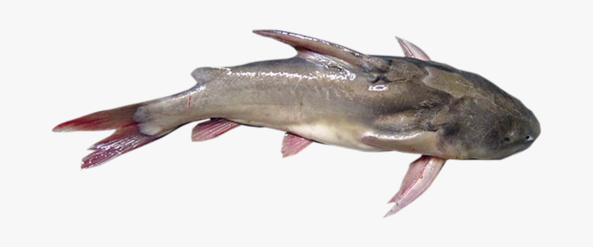 Pacific Sturgeon, HD Png Download, Free Download