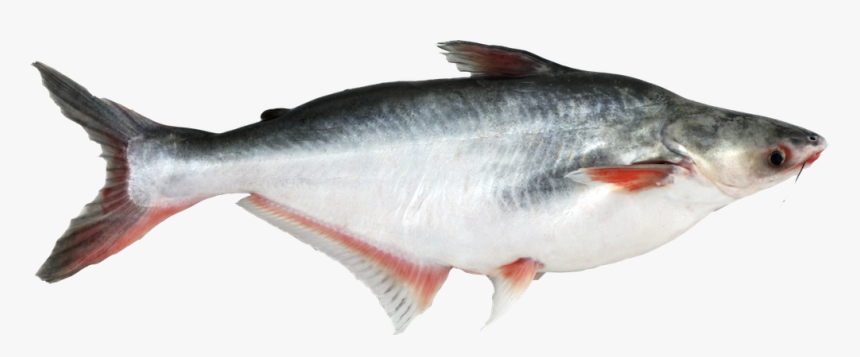 Basa Fish, HD Png Download, Free Download