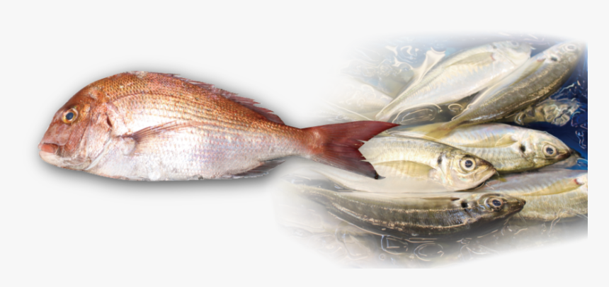 Red Seabream, HD Png Download, Free Download