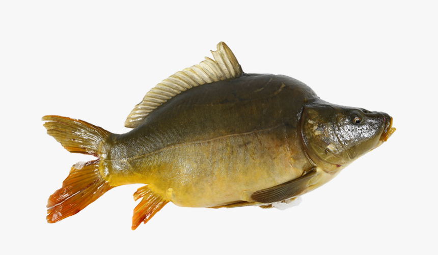 Carp, HD Png Download, Free Download