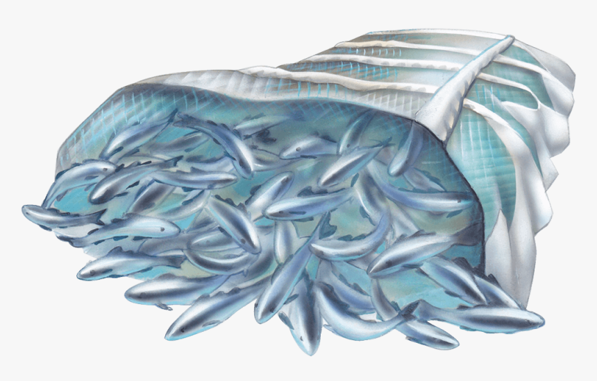 Oily Fish, HD Png Download, Free Download