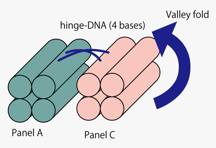 7 Hinge Dna Clipart , Png Download, Transparent Png, Free Download