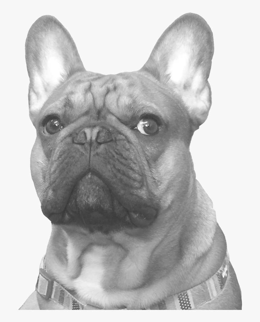 Bert - French Bulldog, HD Png Download, Free Download