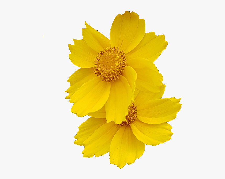 Demo Flower Photo Without Background - Png Images Background Flower, Transparent Png, Free Download