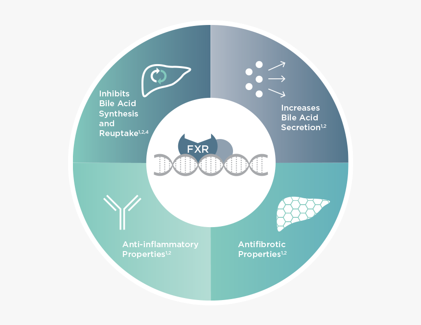 Fxr Graphic - Farnesoid X Receptor Function, HD Png Download, Free Download