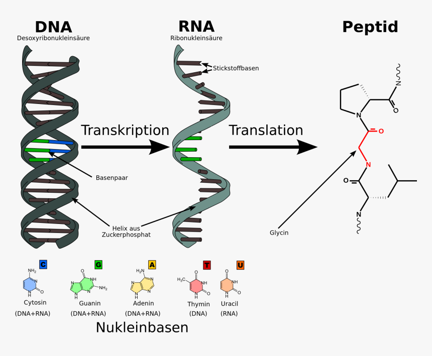 Rna Png, Transparent Png, Free Download