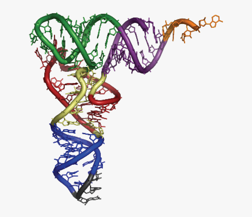 Trna X Ray Crystallography, HD Png Download, Free Download