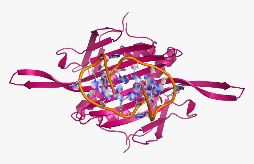 Ms2 Ccdimer Rna Botview - Illustration, HD Png Download, Free Download