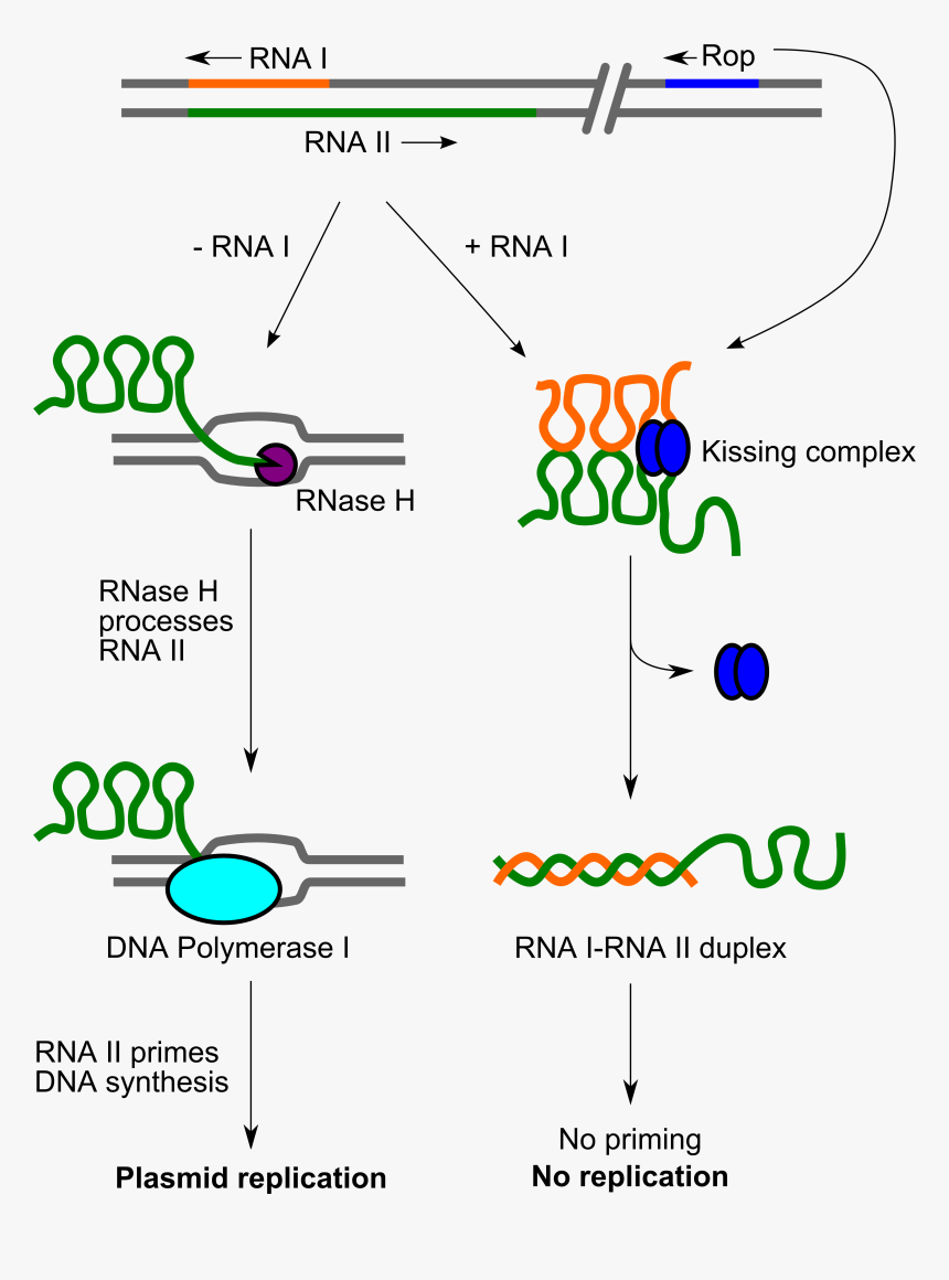 Cole1 Replication Control - Function Of Rop Gene, HD Png Download, Free Download